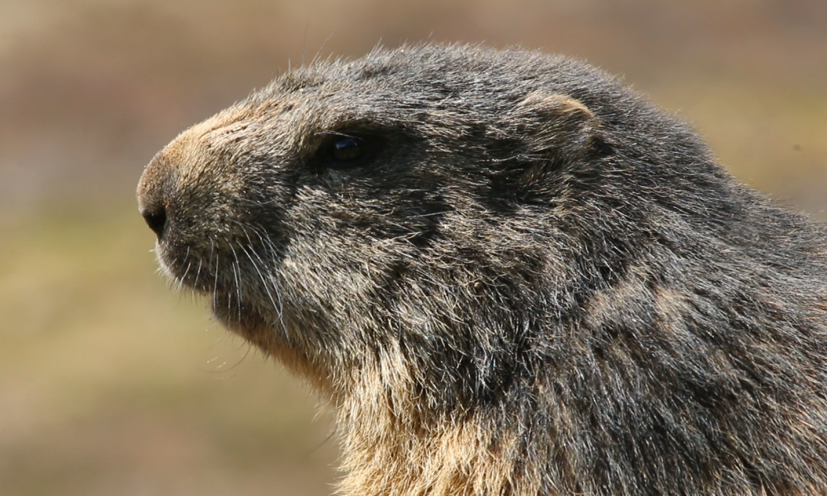 Marmottes aux Saisies
