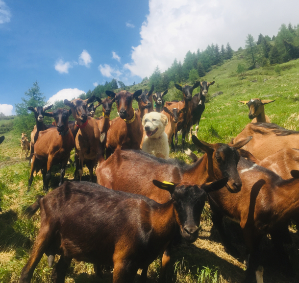 Notre troupeau de chèvres