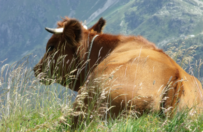 Vache tarine au col du Joly